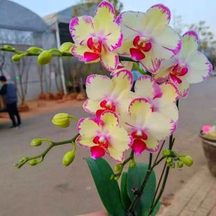 �����m�r�������������ļ��_���������҃��̨�k�����^��ֲ�ﻨ��