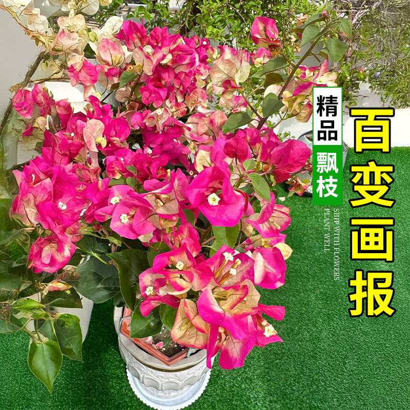 Cereza verde no dulce, sandía vieja, plántulas grandes, flores en maceta con flores, brotes de flores