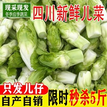 四川儿菜农家自种娃娃菜母子菜新鲜绿色蔬菜时令嫩儿仔精品儿全年
