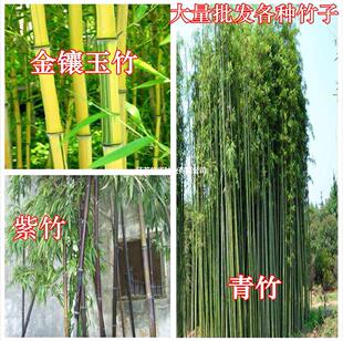 Purple Bamboo Seedlings Gold Inlaid Jade Bamboo Green Bamboo Seedlings Bamboo Roots Courtyard Colorful Wholesale Bamboo Seedlings Cold-Resistant Ornamental