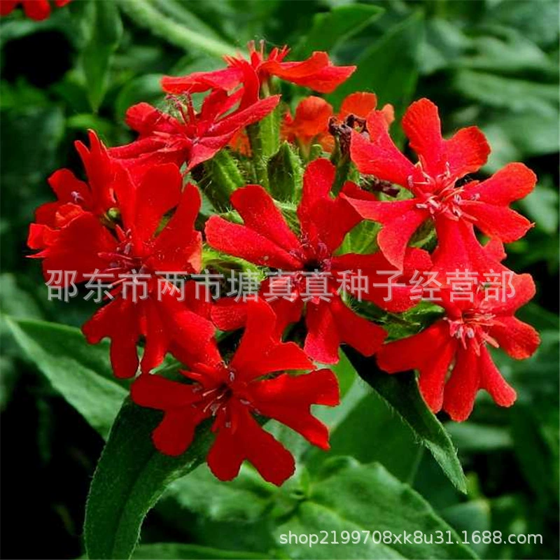 Большие цветочные ножницы осенние семена роз весенний посев семян цветов многолетние морозостойкие Цветочные Ландшафтные озеленение сад легкий посев четыре сезона