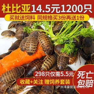 Dubia Cockroach Insect Pet Live Bait Feed New Adult Breeding Group Half a Pound China