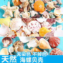 天然貝殼海螺 立體貝殼花片配件 diy手工配飾古風飾品布景道具