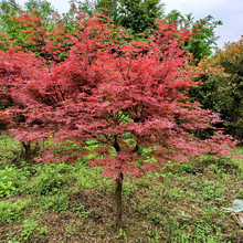 ձtļt輧Ϙ辰ͥԺeGֲͺ