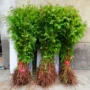 庭院种植绿化道路水杉苗