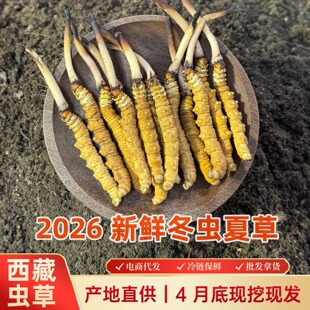 2026 ���r���x�Ĳ� �^�������r�x�ݸߺ��ήa��ֱ�����aƷ���l���l