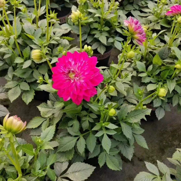 Цветочное зеркало, европейский камень, мини-ароматное цветочное зеркало, европейский камень, мини-ароматное