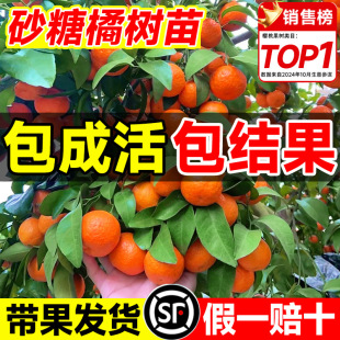 ɳ�ǽ��Ә����������Ә����V��ɰ���٘����Ϸ������Nֲ���ӟo��