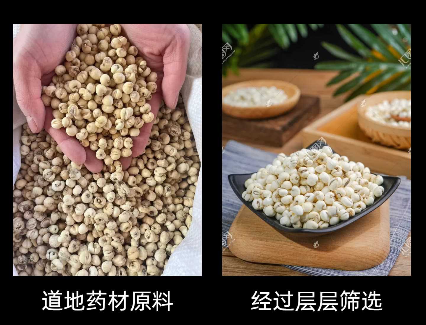 Ping Bei Mu Dried Fritillaria Bulb 500g Sulfur-Free Sun-Dried Herb for Soup and Congee quality and texture