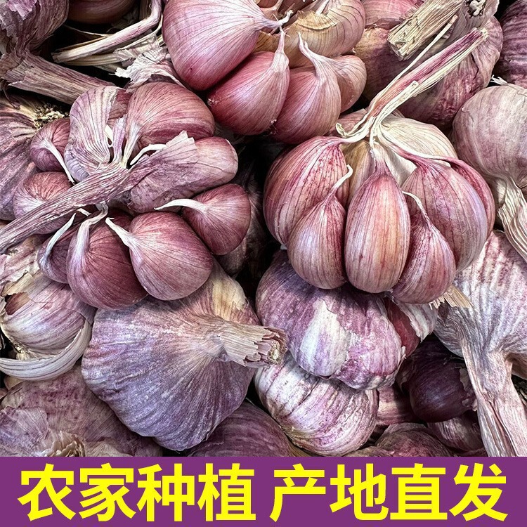 Yunnan Purple-Skinned Garlic, Dried Garlic, Red Garlic Bulbs, High-Quality Large Bulbs, Fresh Vegetables, Farm-Grown Garlic Seeds, Local