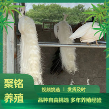 山東珍禽養殖園純種白孔雀苗活體 青年成年白孔雀苗價格