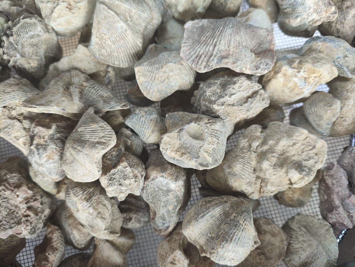 Shi Yan (Fossil Shell) — Water-Refined Shi Yan Zi Herbal Mineral for TCM Use key features