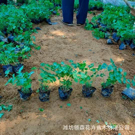 宿根花卉;一二年生花卉;灌木