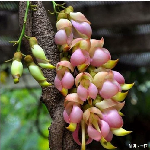 Виноградная лоза Виноградное растение Вечнозеленый мох Цветок ротанга Рассада травы Рассада цветов Золотисто-желтый цветок Сад Наземные рассады деревьев глицинии