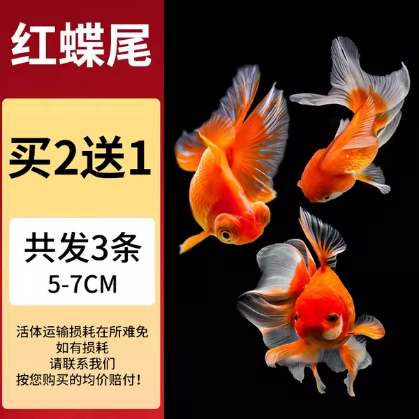 [5-7cm] Red Butterfly Tail 2 Send 1 loss in total 3 pieces
