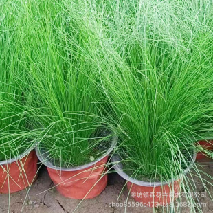 Thin-Stemmed Needle-Thorn Ornamental Grass Planting Base Mexican Feather Grass Landscape Engineering Slope Protection and Greening Thin-Leaf Needle-Thorn
