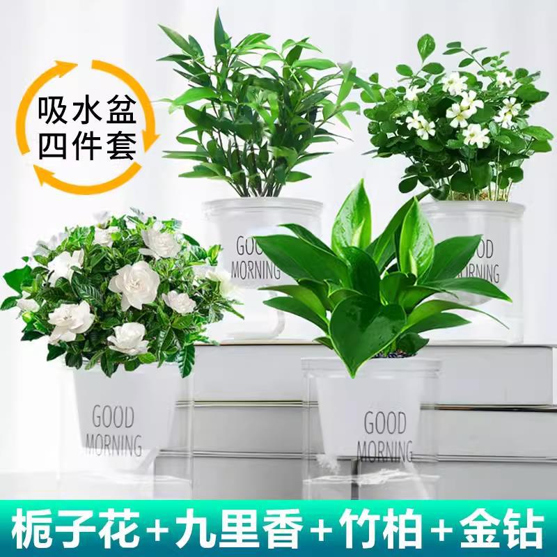 [여름 핫세일] 모기퇴치대나무와 편백나무 + 모기퇴치 구리향 + 치자나무 + 골든다이아몬드(굿모닝분지) + 영양액