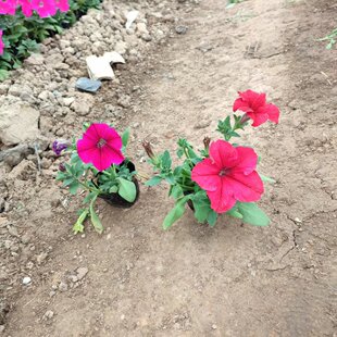 ����ţ������õ�tɫ��tɫ�{ɫ���ݲݻ��������l�r��ݻ��G������