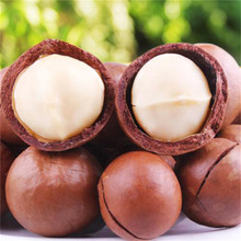 澳洲坚果苗夏威夷果苗树苗嫁接矮化广西桂热一号庭院地栽四季种植