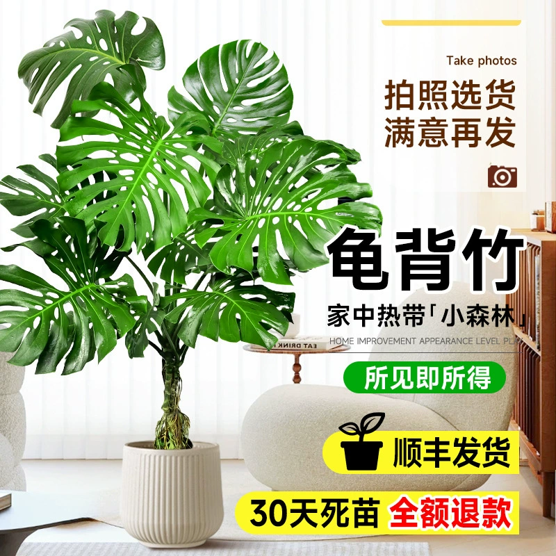 Большое зеленое растение Monstera deliciosa в горшке для гостиной, большой старый сучок в помещении с открытыми корнями, напольное растение рядом с тумбой под телевизор в гостиной.