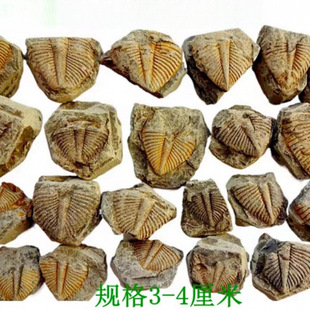 ?��ʯ�^�pʯ�ջ�ʯ���~�xβ��覴ý̌W���Ճ�ͯ�dȤ��ʯ2665