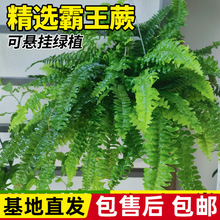 ���Բ�˹�D�����L���~�����Iާ�͏d�҃����־Gֲާ��컨��