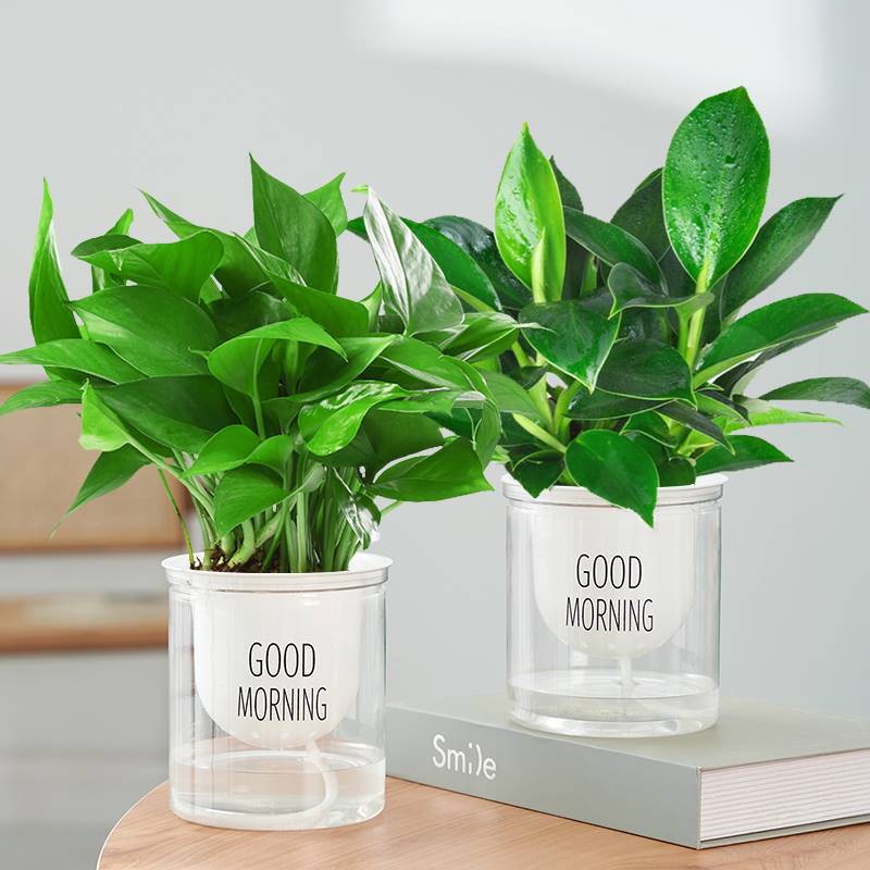 [화분 2개 특가] 골든 다이아몬드 + 포토스(굿모닝 화분) 무료 영양액 2개