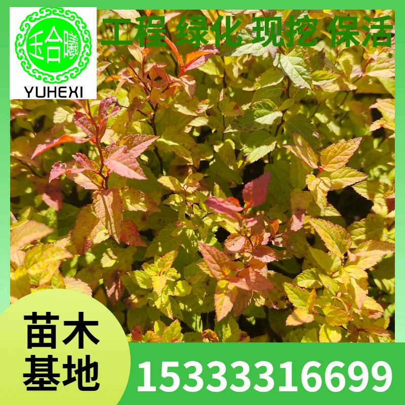 Golden Flame Spiraea 10-60cm Высокая Spiraea Наземное покрытие Зеленение саженцев Pearl Spiraea.