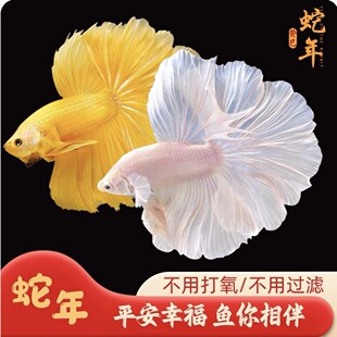 (����)̩��ֱ�l���»鼆�ǹ��{���Rβ���~�Ꭷ�~�^�p�~���B�׻�