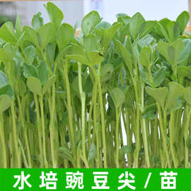 豌豆苗种籽吃豌豆尖的甜豌豆种孑无须芽苗种子四季蔬菜室内外种植