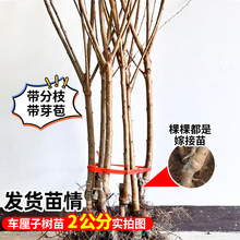 ܇���Ә������ڙ��Ҙ��簫���ش�޽ӹ���ͥԺ���F�ϱ����Nֲ����