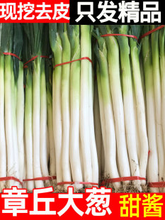 ɽ�|������[���r�F������F�U���[�خa�߲�5����t�[�^