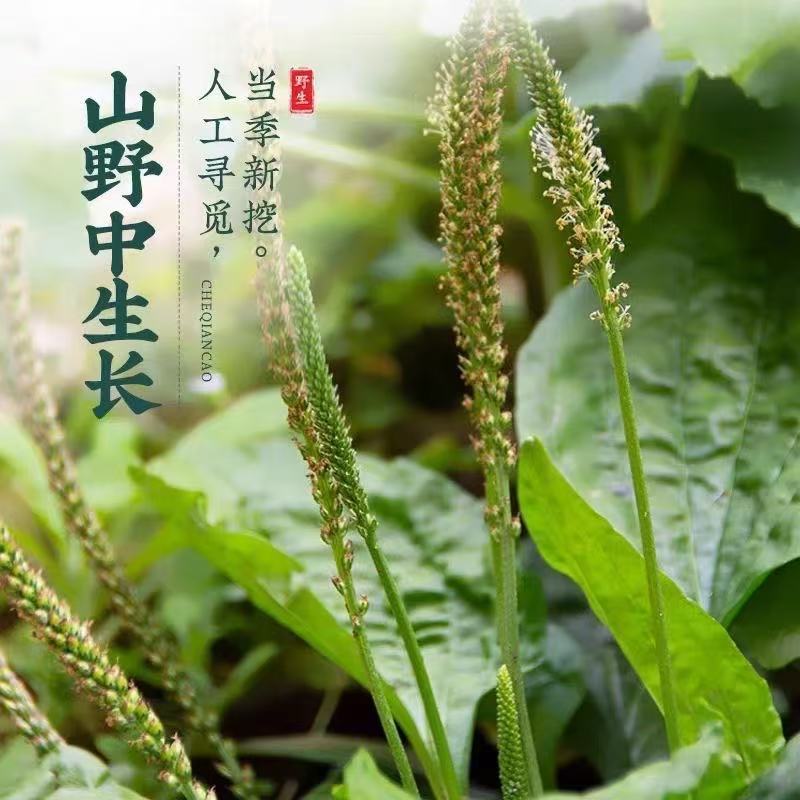 Dried Plantain Herb Che Qian Cao 40g Natural Sun Dried Whole Plant for Herbal Tea and Decoction specifications
