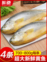 大黃魚活動價青島大黃姑魚新鮮東海魚冷凍大海魚海鮮水產批發