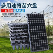 育苗穴盘育苗盘加厚PVC蔬菜多肉芽菜扦插盘辣椒秧苗盘草莓育苗盆