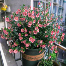 СľȻļ_ز烞Ůʿ΢ݮܶ