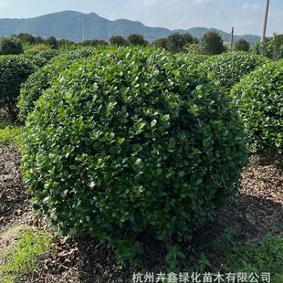 ���ش������l�o�̘�����P30-300CM�t�������ϵ��