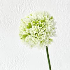 Single-stem hive fruit artificial flowers wedding hall decoration fake flowers wedding celebration flower arrangement lily ball embroidery lily home decoration flower arrangement