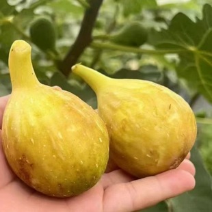 ���۸�ϵ�l�_��şo������ ���جF�ڬF�l���Ե��԰ń��͟o������