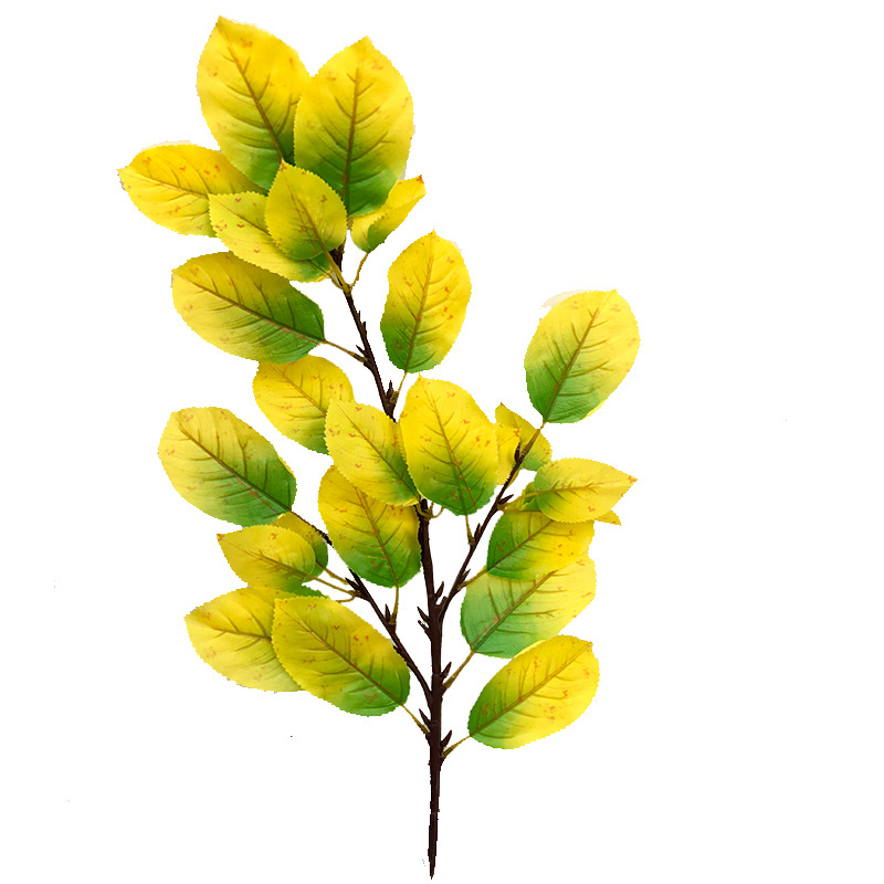 XRB-027 梨叶三叉.jpg