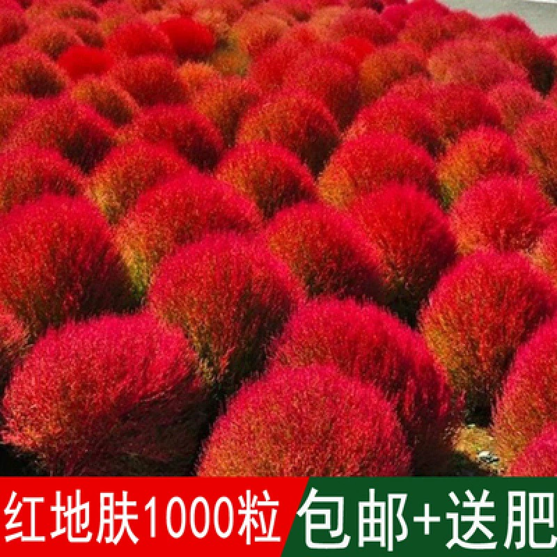Красная кожа Семена веника Зеленые плоские семена цветочные семена двор декоративные семена кожи