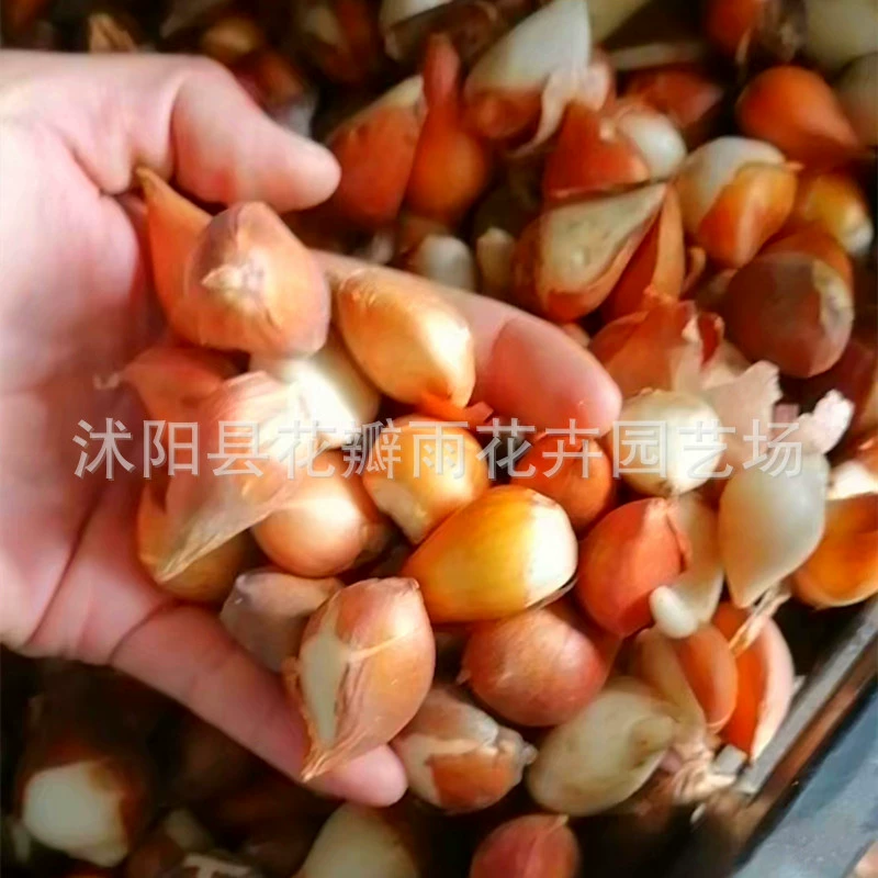 Источник питания оптом семена тюльпана шарики тюльпана чистая красные товары по catty