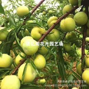 ������������� �������Ә����봨������� Ó�������޽ӹ�����