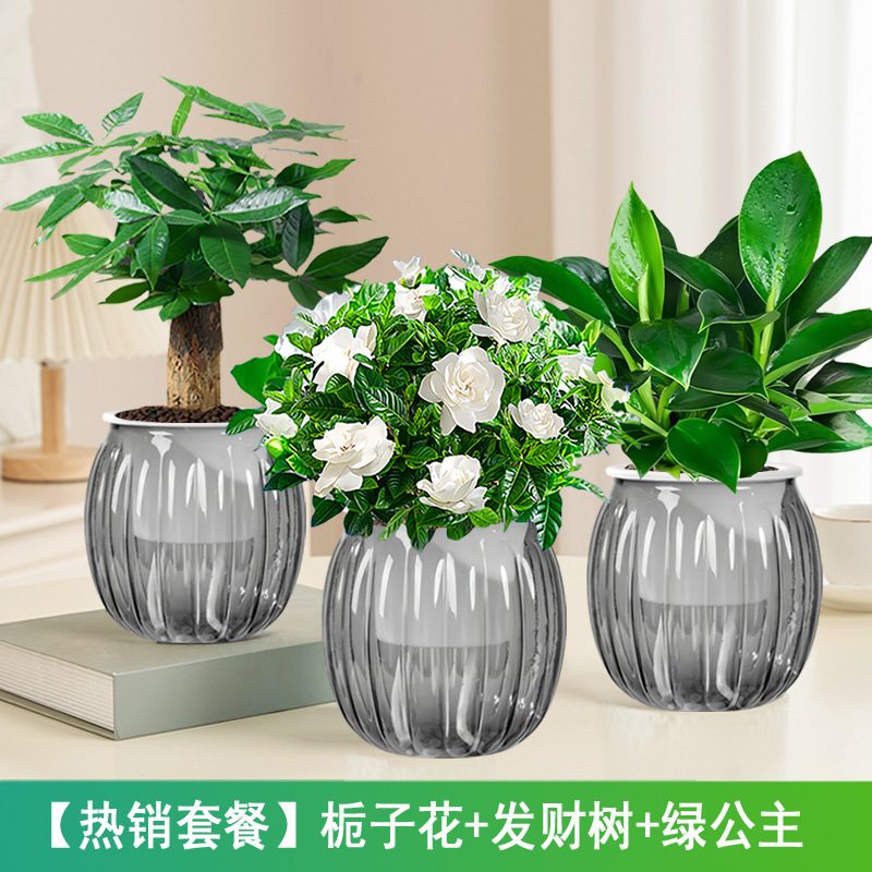 [핫셀 패키지] 치자나무 + 돈나무 + 그린프린세스(회색 호박 화분) + 영양