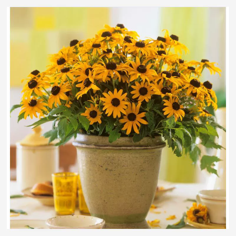 Семена астры с черным сердцем для ландшафтных садов, семена цветов, устойчивых к засухе и жаре, конефлора с черным сердцем, цветочное море травы с черными глазами.