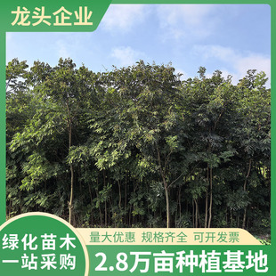�o������ľ�@�־G����ľ����ͥԺ�����^�����ļ�������ľ