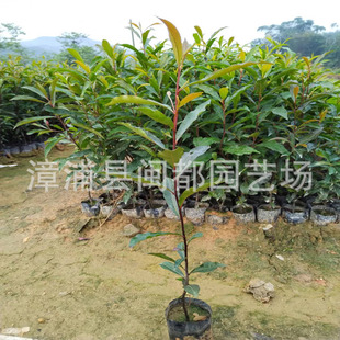 ɽ��Ӣ ���� ��� 1m  �����o�¾G���� ���B���o���� �F؛���l