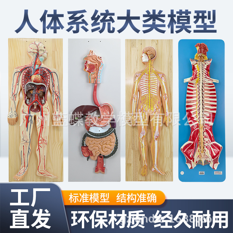 ������ϵͳ ѪҺѭ��ϵͳ ����ϵͳ ����ϵͳ �ڷ��� ������