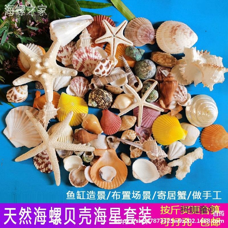 天然贝壳海螺海星鱼缸造景创意diy墙贴橱窗婚庆摆件海洋科麦太保