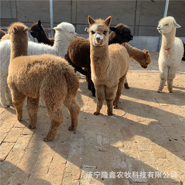 Где продаются взрослые альпаки? Можно ли выращивать альпаку на фермах, где продаются белые альпаки с круглым лицом?